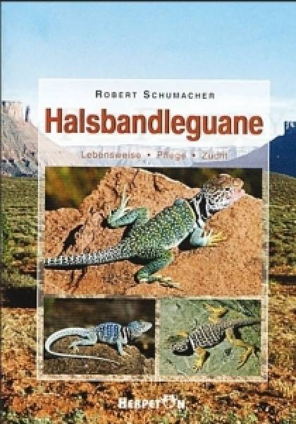 Halsbandleguane